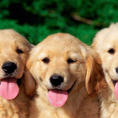 美国顶级犬种排名前十，魅力与特点大揭秘！