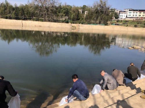 权河鱼类保护名录更新，守护水域生态平衡的关键行动