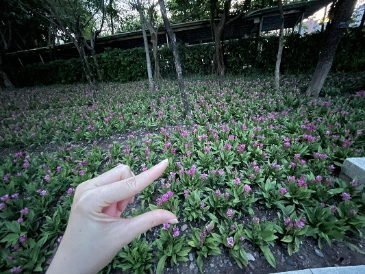 快手摘花游戏攻略大全，轻松掌握技巧，摘花高手速成指南！