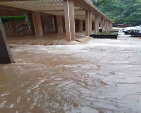 南阳新野大葱洪水受灾最新现场报道