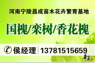宁陵关口最新新闻头条，发展前沿探索与地方热点聚焦