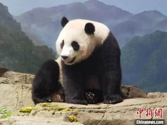 美香最新动态揭秘，大熊猫的幸福生活引发关注热潮