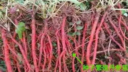 血参种子今日行情，最新价格、市场走势与种植前景深度解析
