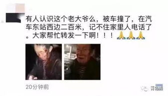 保定小牛被撞事件真相揭秘，最新视频报道与背后故事深度探究