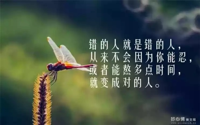 茶蛋人生启示录，品味励志语录的力量与人生味道