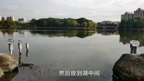 江门新会钓鱼秘籍，最新钓鱼胜地大探索！