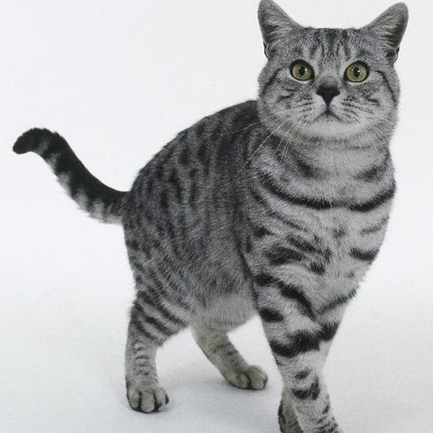 全球热门猫咪狗狗品种大盘点，最受欢迎猫咪与狗狗排名榜单！