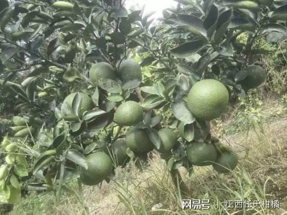 海南黄秋葵最新价格走势及种植前景深度解析