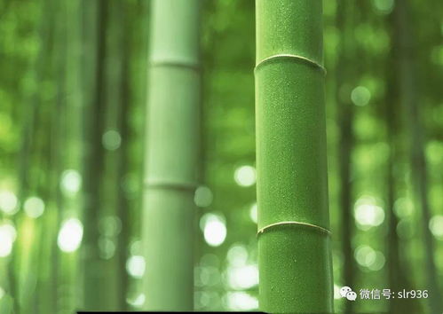 探寻竹子智慧与力量的励志语录，简洁深邃