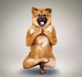 世界猎犬巅峰排名榜，揭秘猎犬界翘楚风采