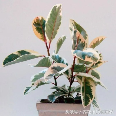 网红植物排行榜TOP10，引领潮流的十大热门绿植之选
