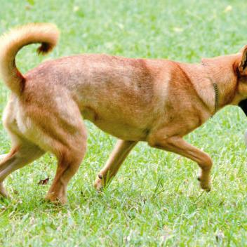 中国本土犬种之土狗品相TOP10榜单，领略独特魅力