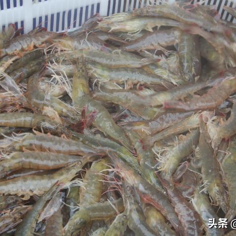 鮰鱼塘口生态恢复助力渔业发展，最新消息揭示共赢之路