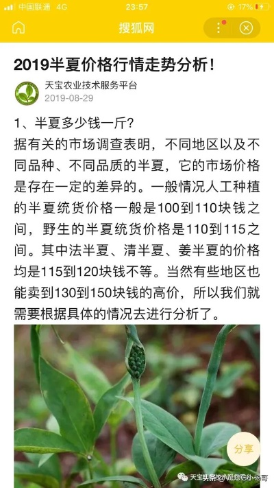 半夏今日价格行情及市场走势深度解析