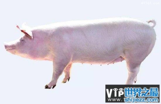 全球猪种大比拼，探寻各品种独特魅力与排名！