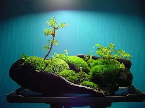 今日最新盆景美图，绿色生活的艺术启航