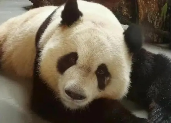 美兰熊猫事件揭秘，最新视频汇总与深度解读背后的故事