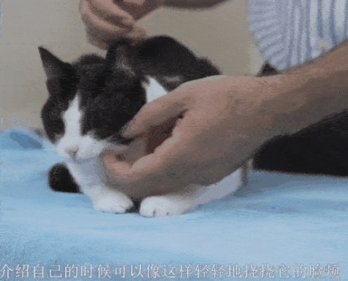 今日独家揭秘，吸猫法则升级版，猫奴们的全新生活指南