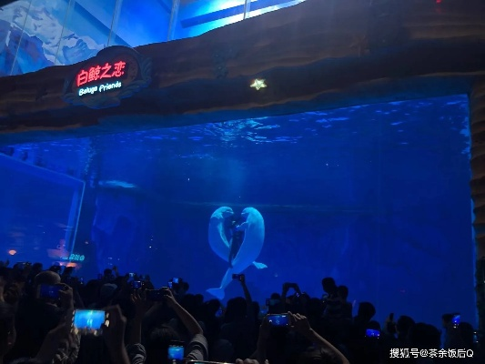 融创海洋世界最新攻略揭秘，探索神秘海底世界的奇幻之旅！
