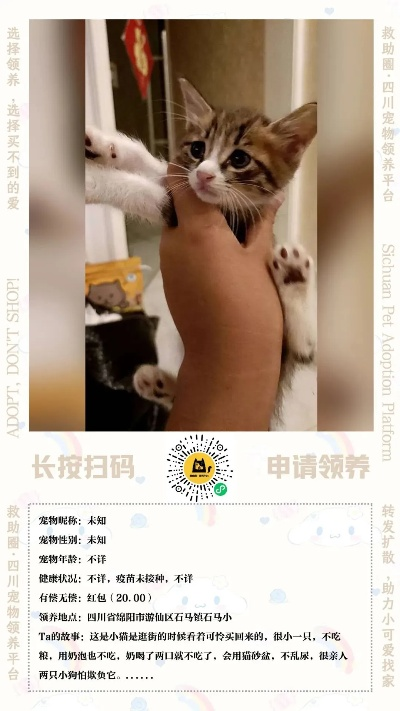 眉山小猫最新出售价格及宠物市场动态概览