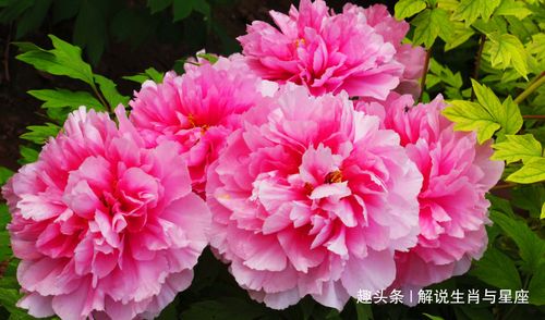 黄牡丹今日绽放新姿，美丽与大自然魅力的完美融合视频欣赏