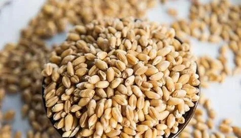 黑麦品种口感大比拼，十大好吃排名，品质与美味完美结合