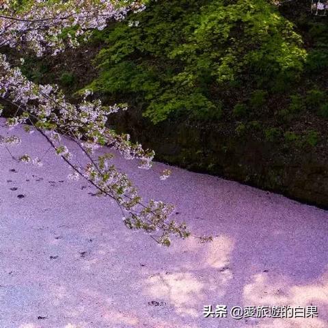 日本最新新闻综述，今日焦点事件一网打尽