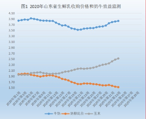 山东肉牛价格最新动态，市场走势及影响因素深度解析
