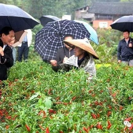 农业前沿动态速递，最新头条新闻引领产业发展风向标