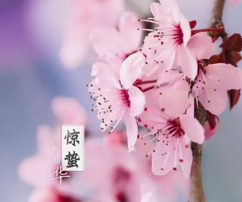 惊蛰进入时间揭秘，传统节气与文化交融的魅力
