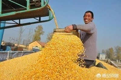 隆尧玉米最新行情，价格走势揭秘，市场分析与影响因素探讨