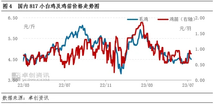 麻鸡最新报价817市场走势及产业前景深度解析