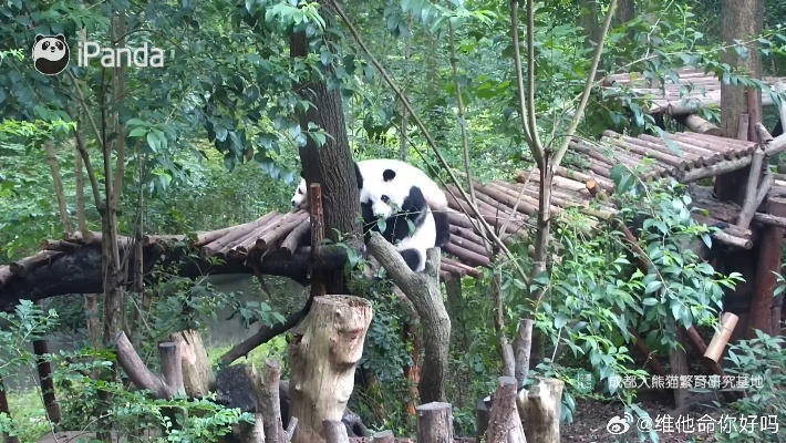 熊猫叶子最新动态揭秘，自然与科技的完美融合