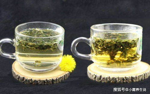 蒲公英泡水喝的健康养生之道