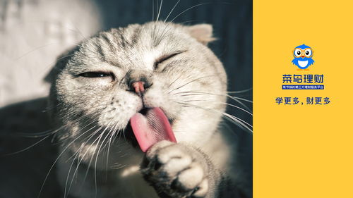 猫界翘楚！揭秘智商排名前十的猫品种智慧与魅力