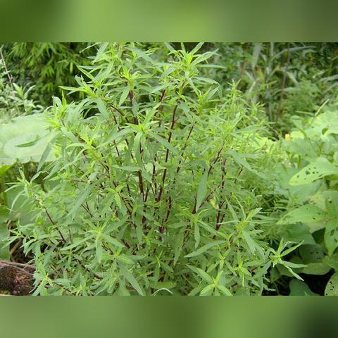 揭秘扫帚菜的奥秘，百度带你探索不为人知的秘密！
